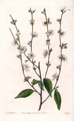 Kirschbaum - Gravierte Tafel von S. Watts, nach einer Illustration von Sarah Anne Drake (1803-1857), aus dem Botanical Register von Sydenham Edwards (1768-1819), England