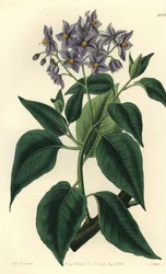 Chilenischer Kartoffelbaum