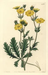 Gezacktes Fingerkraut, Potentilla laciniosa