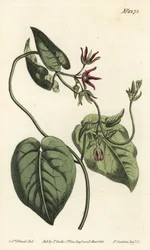 Kletternde Milchrebe (Stich von F. Sansom Jr., Illustration von Sydenham Edwards)