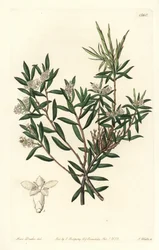 Küstenbartheide oder Kleinblütiger Weißbart, Leucopogon parviflorus