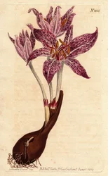 Wiesensafran