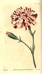 Nelke (Stich von James Sowerby, Illustration von Sydenham Edwards)
