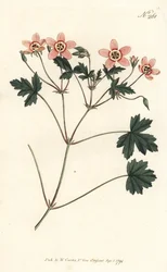 Storchschnabel (Stich von Sansom, Illustration von Sydenham Edwards)