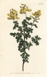 Cytisophyllum sessilifolium (Gewöhnlicher Geißklee, Cytisus sessilifolius). Handkolorierte Kupferstichgravur von Sansom nach einer Illustration von Sydenham Edwards aus William Curtis