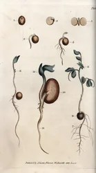 Verschiedene Keimungsstadien von Erbsensamen und Gartenbohne. Kolorierter Kupferstich, Illustration von Sydenham Edwards (1768-1819) für Conferences of Botanical, Botanischer Garten von Lambeth (England)