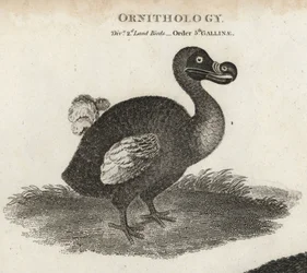 Dodo, Raphus cucullatus, ausgestorbener flugunfähiger Vogel. Kupferstich von T. Milton nach einer Illustration von Sydenham Edwards aus Abraham Rees