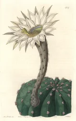 Echinocactus eyriesii, blühender Kaktus, heimisch in Mexiko