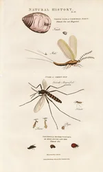 Wirtschaftlich wichtige Insekten: Cochenille, Mücke und Marienkäfer