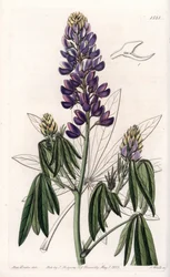 Eleganter Lupine