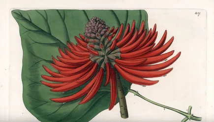 Erythrina Varietät, tropischer roter Blütenbaum