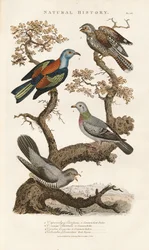 Europäische Vogelarten auf Bäumen