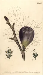Feige, Ficus carica