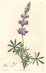 Garten-Lupine, ursprünglich aus Kalifornien - S. Watts starkes Wasser nach einer Illustration von Sarah Anne Drake (1803-1857), aus dem Botanical Register