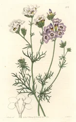 Gilia tricolor, weiße und violette Varietäten, heimisch in Kalifornien - Gravur von S. Watts nach einer Illustration von Sarah Anne Drake (1803-1857), aus dem Botanical Register