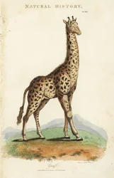 Giraffe, Giraffa camelopardalis