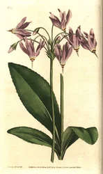 Giroselle von Virginia - Amerikanische Kuhschelle oder Mead