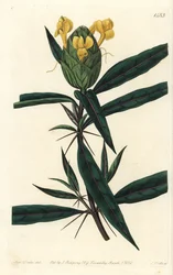 Hopfenblütige Barleria (Stich von S. Watts, Illustration von Sarah Drake)