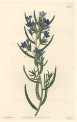 Gremil mit Rosmarinblättern, heimisch in Sizilien