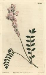 Hedysarum spinosissimum subsp. capitatum (Zepterblütiges Hedysarum, Hedysarum capitatum). Handkolorierte Kupferstichgravur von F. Sansom Jr. nach einer Illustration von Sydenham Edwards aus William Curtis