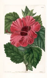 Hibiskusrose aus China - Graviert von S. Watts, nach einer Illustration von Sarah Anne Drake (1803-1857), aus dem Botanischen Register von Sydenham Edwards (1768-1819), England