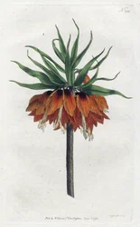 Kaiserkrone