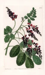 Indigofera Variete - Platte graviert von S. Watts, nach einer Illustration von Sarah Anne Drake (1803-1857), aus dem Botanical Register von Sydenham Edwards (1768-1819), England