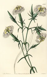 Libanon-Nelke (gefährdete Art) - Libanon-Pink, Dianthus libanotis. Gefährdete Art. Handkolorierter Kupferstich von S. Watts nach einer Illustration von Miss Sarah Drake aus Sydenham Edwards
