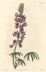 Lupine mit schmalen Blättern - Starkes Wasser von S. Watts nach einer Illustration von Sarah Anne Drake (1803-1857), aus dem Botanical Register