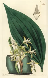 Maxillaria palmifolia Orchidee