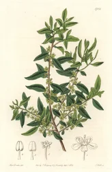 Maytenus boaria (Maiten), endemisch in Mittel- und Südamerika - Gravur von S. Watts nach einer Illustration von Sarah Anne Drake (1803-1857), aus dem Botanical Register