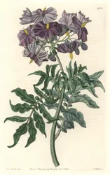 Morelle (Solanum), heimisch in Chile