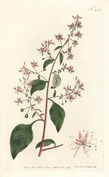Mückenblume oder Mexikanische Lopezia