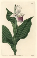Orchidee, Königlicher Frauenschuh