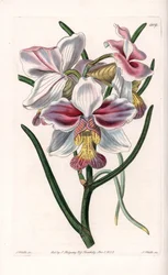 Orchidee: Vanda-Varietät, epiphytische Art aus Asien - Platte graviert von S. Watts, nach einer Illustration von Sarah Anne Drake (1803-1857), aus dem Botanical Register von Sydenham Edwards (1768-1819), England
