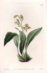 Orchidee: Maxillaria in Büscheln