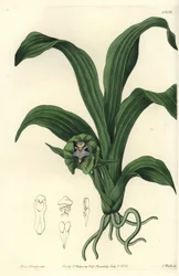 Orchideen-Varietät (Stich von S. Watts, Illustration von Sarah Drake)