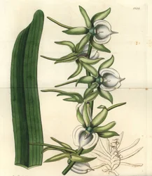 Elfenbein-Angraecum-Orchidee, Angraecum eburneum