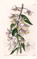 Orchidee: Varietät des Dendrobium, heimisch in Asien - Platte graviert von S. Watts, nach einer Illustration von Sarah Anne Drake (1803-1857), aus dem Botanical Register von Sydenham Edwards (1768-1819), England