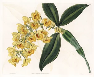 Orchidee: Varietät des Dendrobium