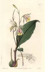 Orchidee, Amerikanische Bletia