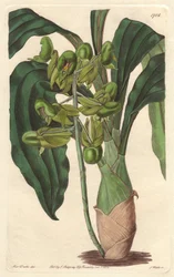 Orchidee Catasetum, heimisch in Brasilien - Gravur von S. Watts nach einer Illustration von Sarah Anne Drake (1803-1857), aus dem Botanical Register
