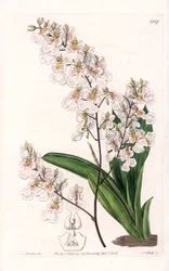 Orchidee Tolumnia pulchella, endemisch in Jamaika - Graviert von S. Watts, nach einer Illustration von Sarah Anne Drake (1803-1857), aus dem Botanical Register von Sydenham Edwards (1768-1819), England