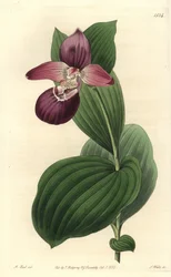 Großblütiger Frauenschuh, Cypripedium macranthos