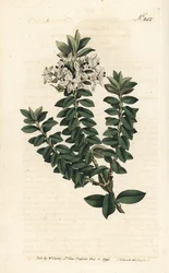 Ouessant-Myrte oder elliptische Veronica - Kreuzblättriger Ehrenpreis, Veronica decussata. Handkolorierter Kupferstich von Sansom nach einer Illustration von Sydenham Edwards aus William Curtis