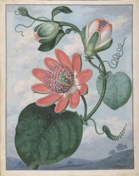 Passionsblume, 1799