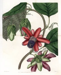 Passionsblume Variete - Tafel graviert von S. Watts, nach einer Illustration von Sarah Anne Drake (1803-1857), aus dem Botanical Register von Sydenham Edwards (1768-1819), England