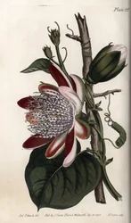 Passionsblume, Knospe und Blüte (Kupferstich)