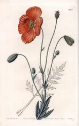 Persischer Mohn, Varietät - Graviert von S. Watts, nach einer Illustration von Sarah Anne Drake, aus dem Botanischen Register von Sydenham Edwards, England