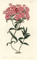 Frasers behaarte Phlox, Phlox amoena